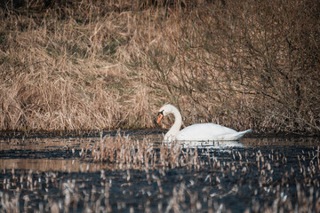 Obraz premium Wild bird mute swan (Cygnus olor) swim in spring on pond, Czech Republic Europe wildlife