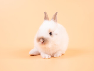 White adorable baby rabbit on yellow background. Cute baby rabbit.