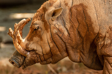 Close-Up View of Wild Boar