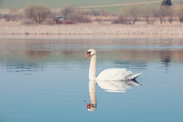 Wild bird mute swan (Cygnus olor) swim in spring on pond with nice reflection, Czech Republic Europe wildlife
