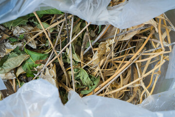 Dry, withered grass in white plastic bag prepare for make composting
