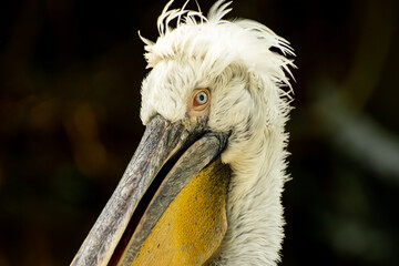 Close-Up View of Pelican