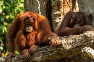 Family of Orangutans Resting on Tree