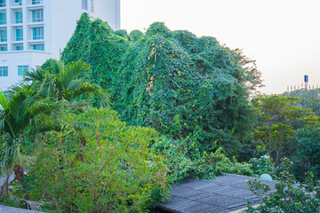 image of a house building and on the roof covered by ivy creepers plants, Long green creepers. Chiangmai, Thailand.