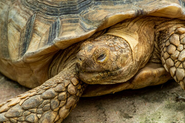 Close-Up View of Ancient Giant Tortoise