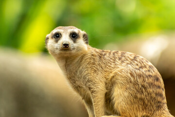 Obraz premium Meerkat Standing Up and Looking at Camera
