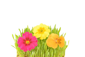 Spring flowers in easter grass. Isolated on white background.