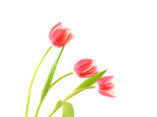 Tulips isolated on white background.