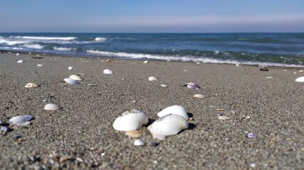 Black Sea Open Air Sun Sea Blue Cloudless and Mussels