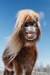 Funny miniature shetland breed pony showing a tongue