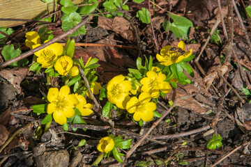 Winterlinge, Eranthis hyemalis zählen mit ihren kleinen gelben Schalenblüten zu den schönsten...
