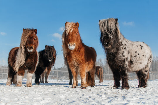 Group of miniature shetland breed ponies in winter