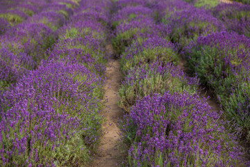 Fototapeta na wymiar Lavender field in Poland