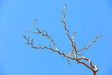 The twigs of the tree are dry and bent against the background of the blue sky