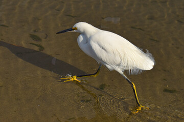 great egret 