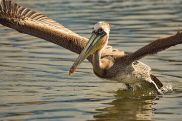 pelican on water