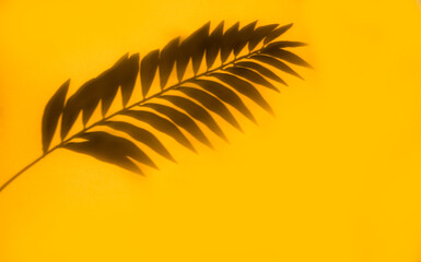 Fototapeta na wymiar Yellow abstract background with shadows of palm leaves. Unfocused blurred orange background with shadows of palm leaves. Tropical, summer, vacation, vacation concept. copy space for text. Banner. 