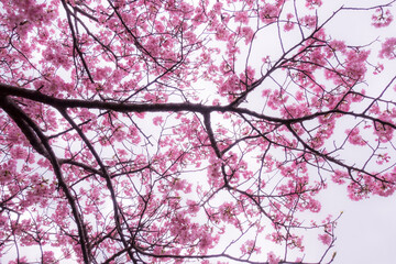 早咲きの河津桜