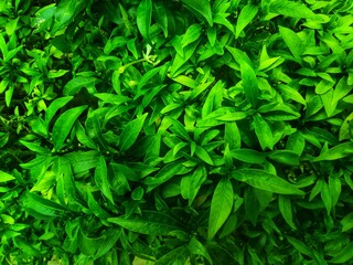 Green foliage that thrives in outdoor gardens