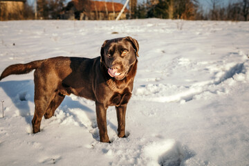 A large brown dog standing in the snow a Labrador