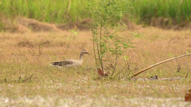 Greylag Goose, Anser anser, Bueng Boraphet, Nakhon Sawan, Thailand; foraging going to the right at a wetland during a hot summer day, a plant in the middle, tall grasses at the background.