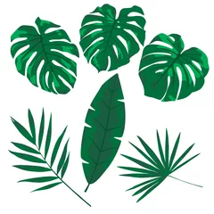 Fototapete Tropische Blätter Tropische Blätter in verschiedenen Formen auf weißem Hintergrund. Tropisches Blattset.