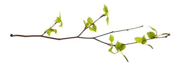 Twig of early spring birch with small green leaves and catkins