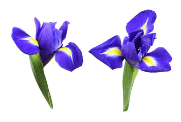 Set of purple iris flowers