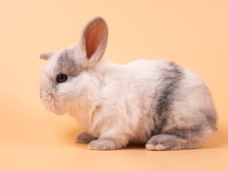 Gray adorable baby rabbit on yellow background. Cute baby rabbit.