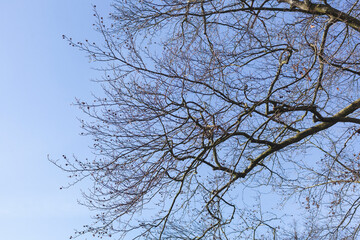 Buche, Baumkrone, Kahler Baum mit Ästen im Winter, Deutschland, Europa