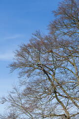 Buche, Baumkrone, Kahler Baum mit Ästen im Winter, Deutschland, Europa