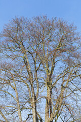 Fototapeta premium Buche, Baumkrone, Kahler Baum mit Ästen im Winter, Deutschland, Europa