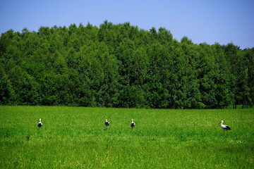 Storks © Kamil