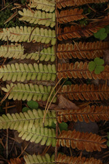yellow and brown 1: leaves of fern