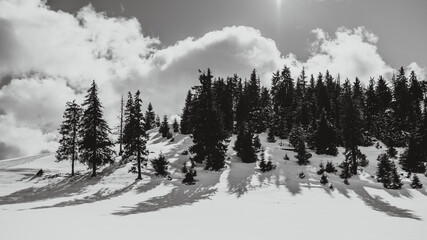 
black and white winter landscape with fir trees and sun