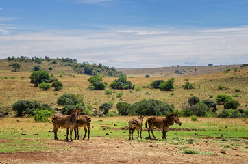 Fototapeta na wymiar Wild life animals. Zebras in the nature. Game drive in South Africa.