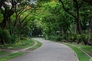 Fototapeta na wymiar The wide pathway in the botanical garden in Bangkok, on both sides of the shade of large trees, gives a fresh feeling when people come to do activities.