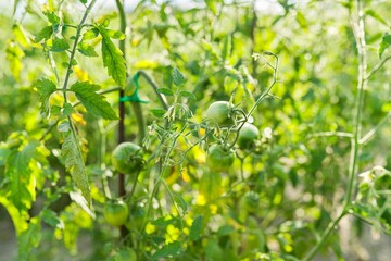 Green and shining tomatoes on the bush