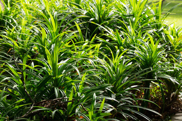 Naklejka na ściany i meble Pandan leaves (Pandanus amaryllifolius Roxb.) are plants that contain aroma essential oils. Popularly used to squeeze juice using as an ingredient in Thai food