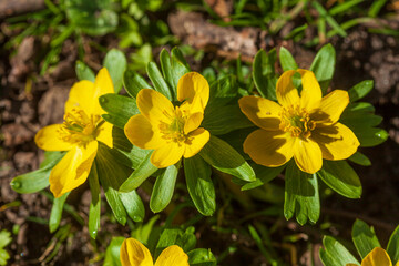 Gelbe Winterlinge, Kleiner Winterling (Eranthis hyemalis), close-up, Deutschland, Europa