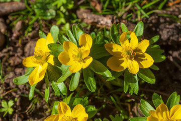 Gelbe Winterlinge, Kleiner Winterling (Eranthis hyemalis), close-up, Deutschland, Europa