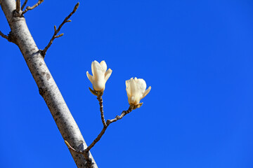 magnolia micro photos of flowers