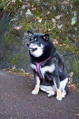 shiba inu poses in front of a rock in the forest