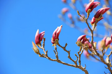 magnolia micro photos of flowers