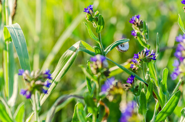 Meadow snail shell on a grass stalk in a field near Novi Sad, Serbia 