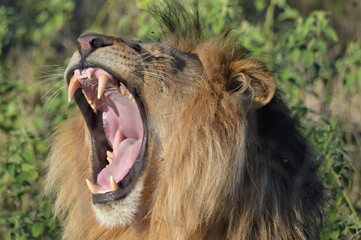 The Lion, Botswana