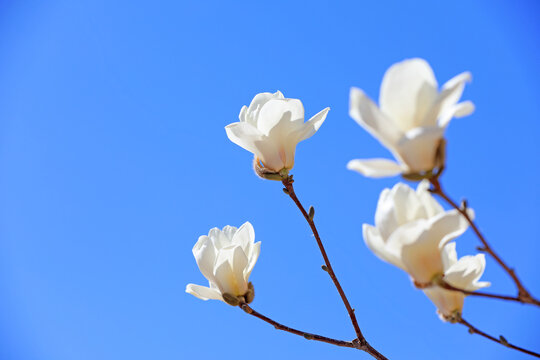 magnolia micro photos of flowers