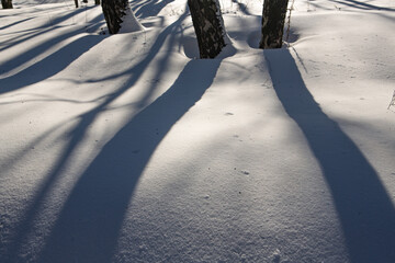 Long shadows in a snowy forest - 416693906