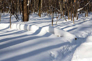 Long shadows in a snowy forest - 416693909