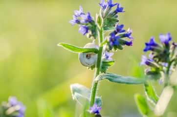 Meadow snail shell on a grass stalk in a field near Novi Sad, Serbia 